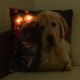 Pernă decorativă cu LED Pisică și câine-38x38cm