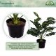 PLANTASIA Planta artificiala monstera, 60 cm