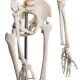 Model schelet anatomic, 181,5 cm