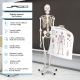 Model schelet anatomic, 181,5 cm