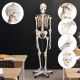 Model schelet anatomic, 181,5 cm